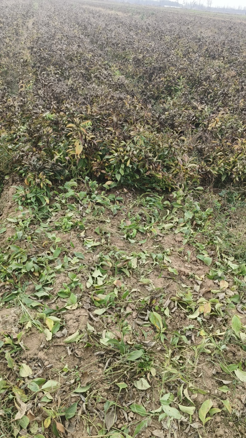 白术