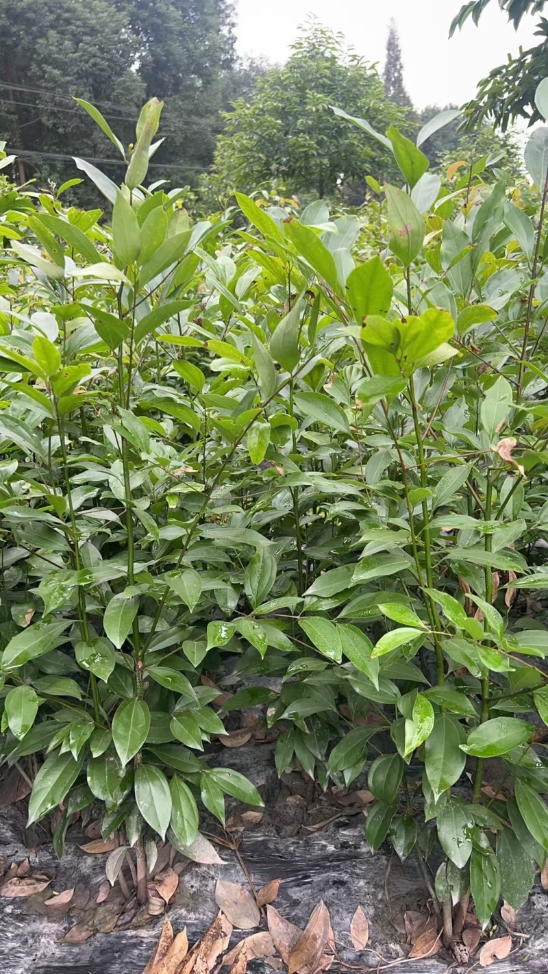 贵州天竺桂绿篱贵州苗木基地供应各类规格天竺桂绿篱