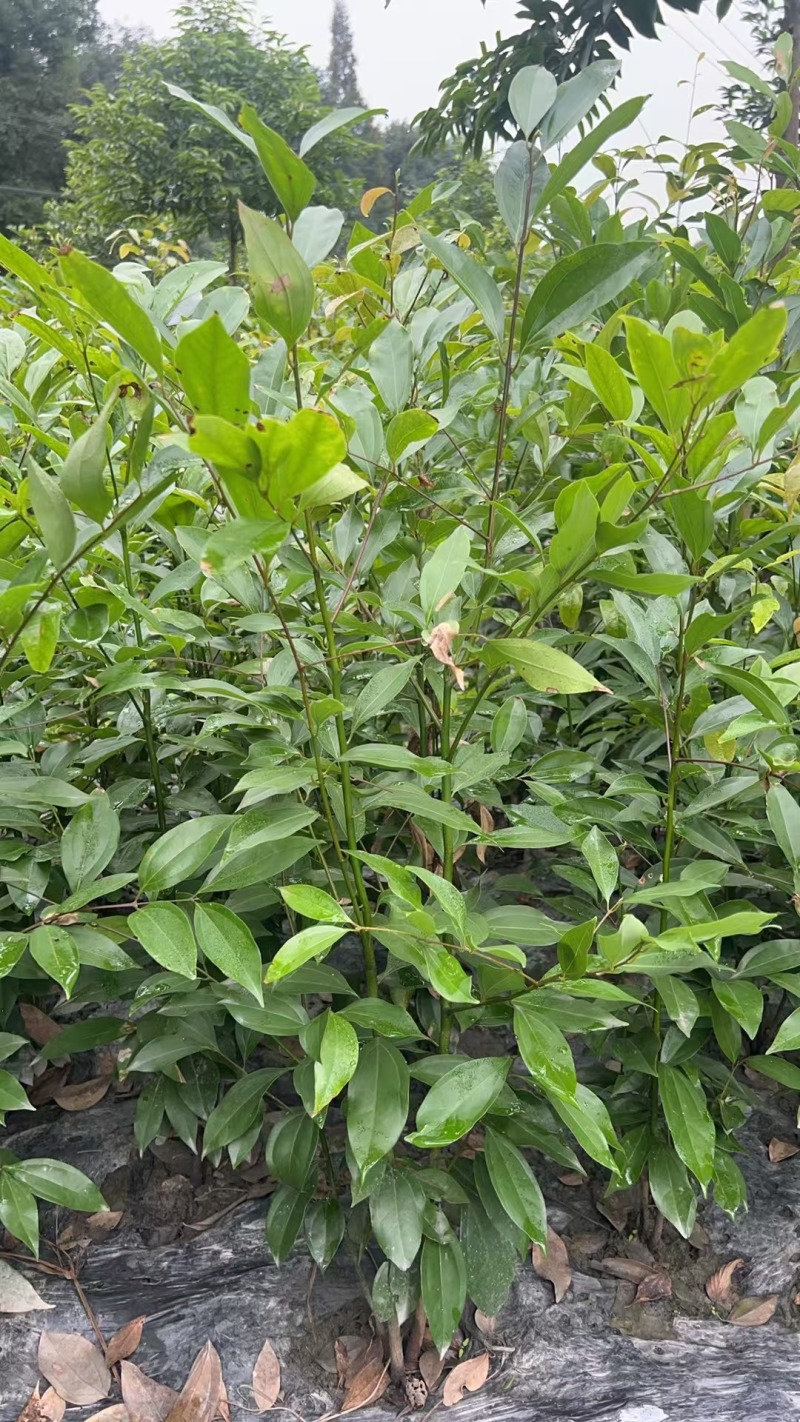 贵州天竺桂绿篱贵州苗木基地供应各类规格天竺桂绿篱