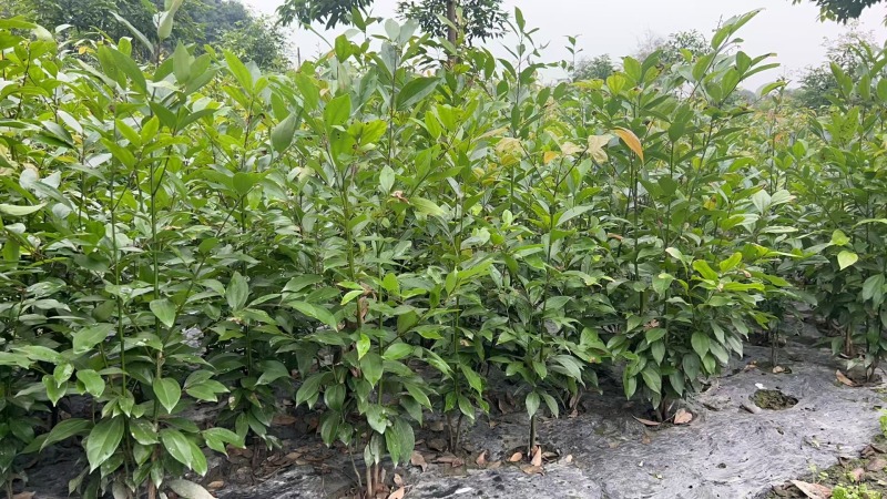 贵州天竺桂绿篱贵州苗木基地供应各类规格天竺桂绿篱