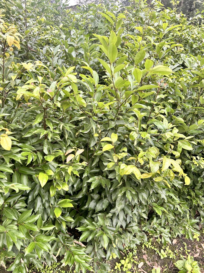 贵州天竺桂绿篱贵州苗木基地供应各类规格天竺桂绿篱