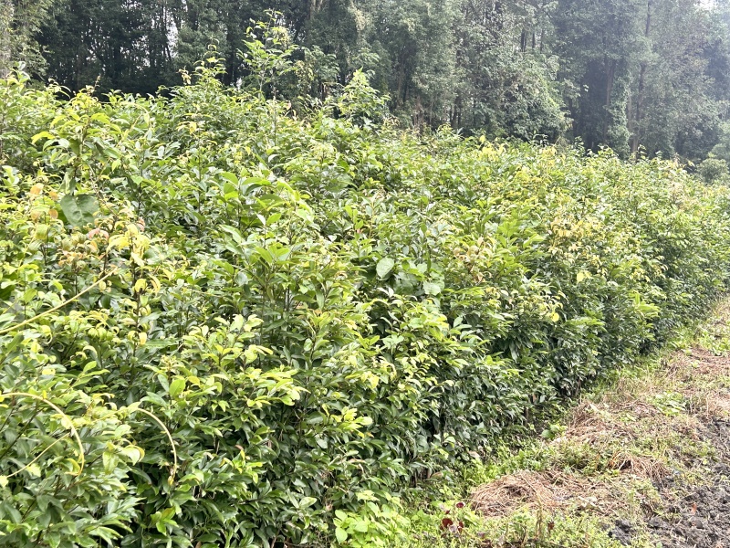 贵州天竺桂绿篱贵州苗木基地供应各类规格天竺桂绿篱