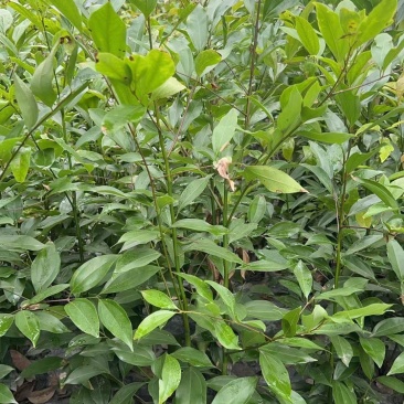 重庆天竺桂绿篱批发重庆苗木基地供应各类规格天竺桂绿篱