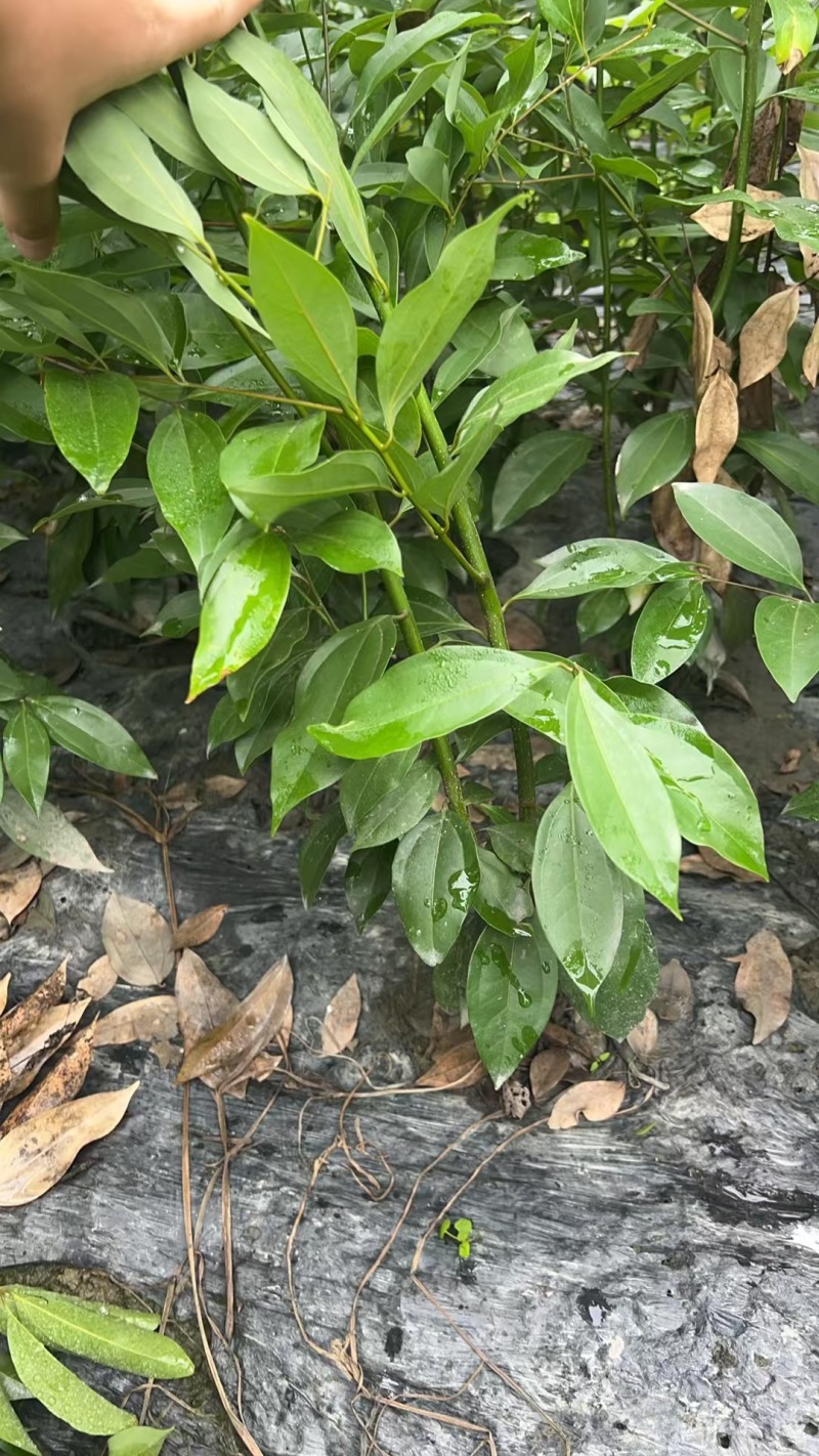 重庆天竺桂绿篱批发重庆苗木基地供应各类规格天竺桂绿篱
