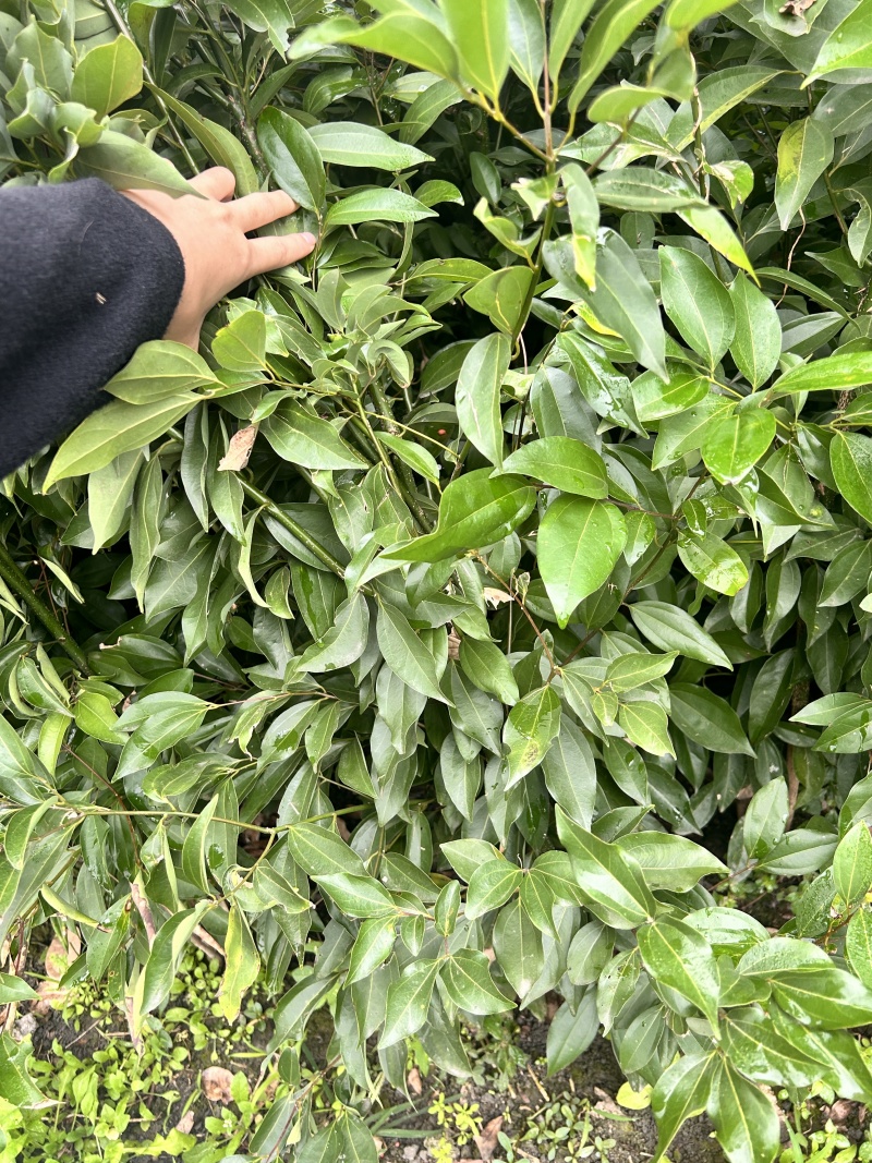 重庆天竺桂绿篱批发重庆苗木基地供应各类规格天竺桂绿篱