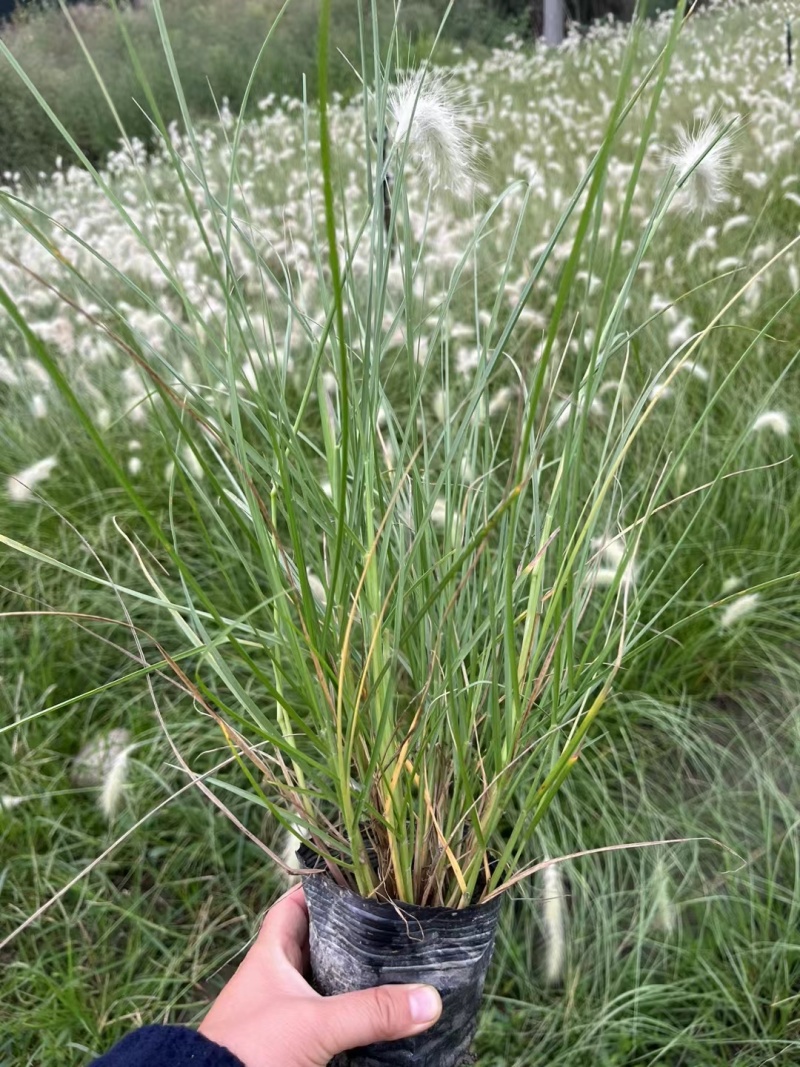 成都白穗狼尾草批发成都苗木基地供应各类规格白穗狼尾草
