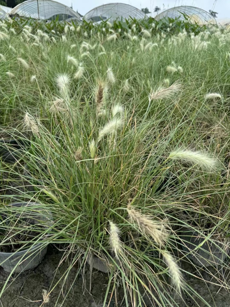 成都白穗狼尾草批发成都苗木基地供应各类规格白穗狼尾草