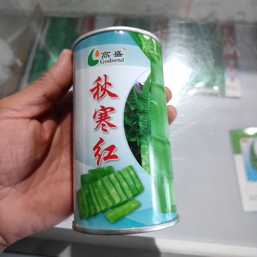 耐寒香莴笋60公分不开花