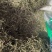 巴夏嘎干货中药材冷背中药材