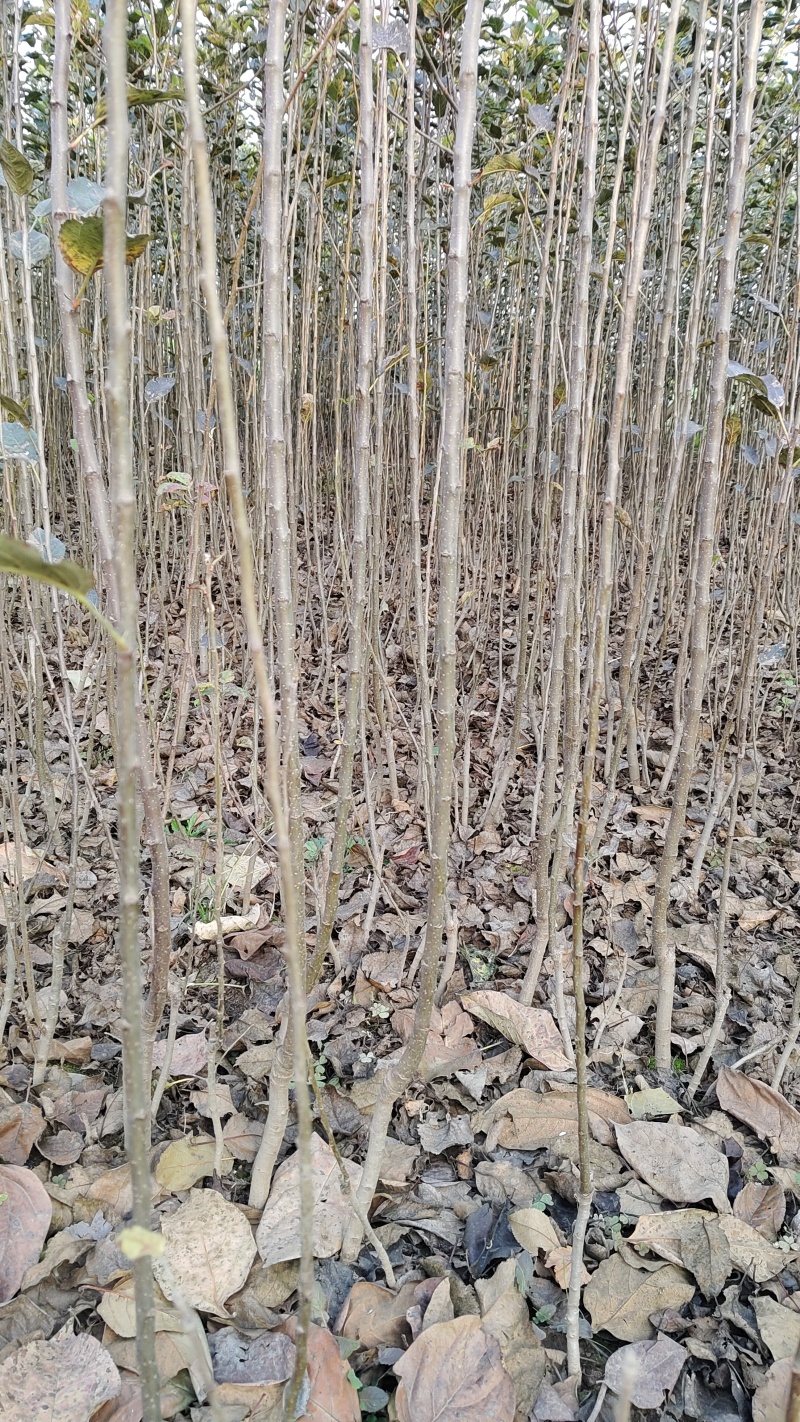 梨树苗