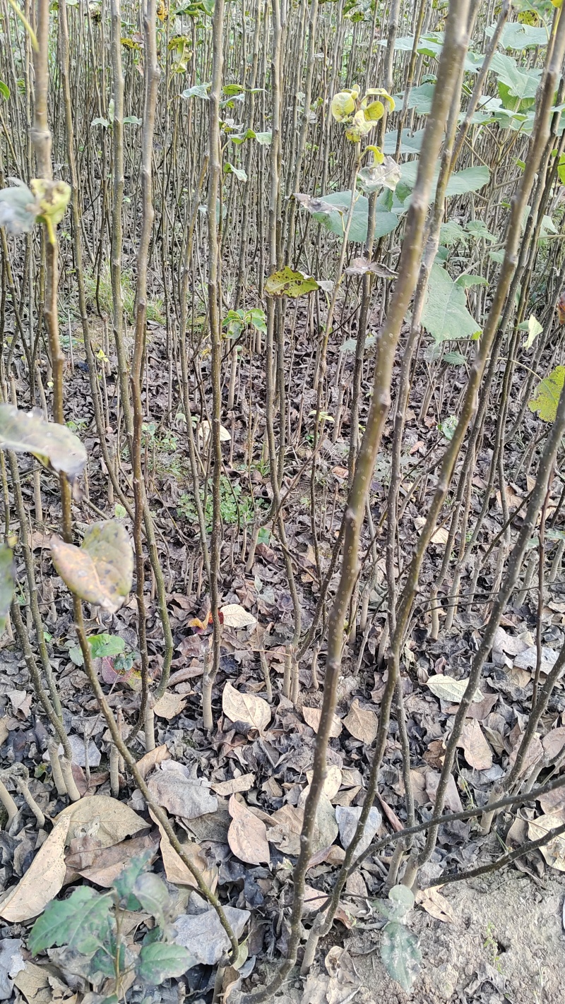 梨树苗