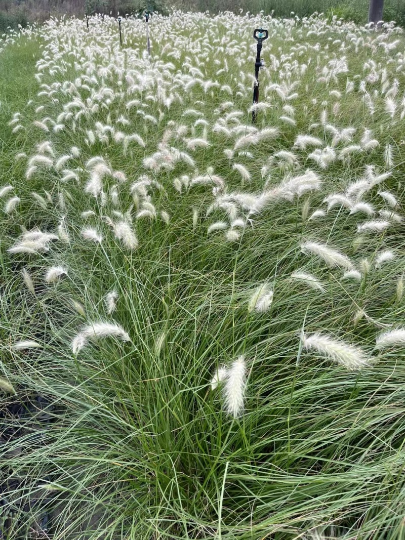 贵州白穗狼尾草贵州苗木基地供应各类规格白穗狼尾草