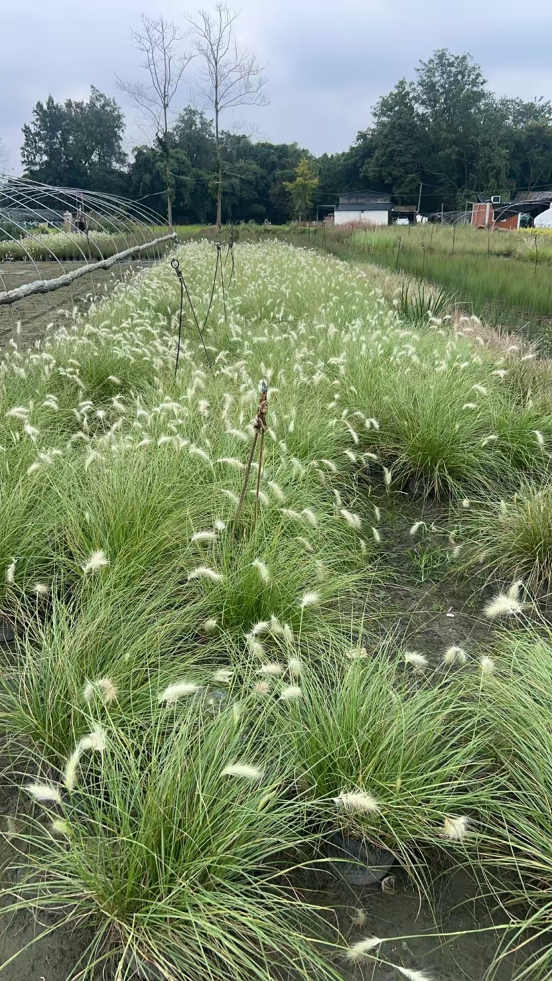 贵州白穗狼尾草贵州苗木基地供应各类规格白穗狼尾草
