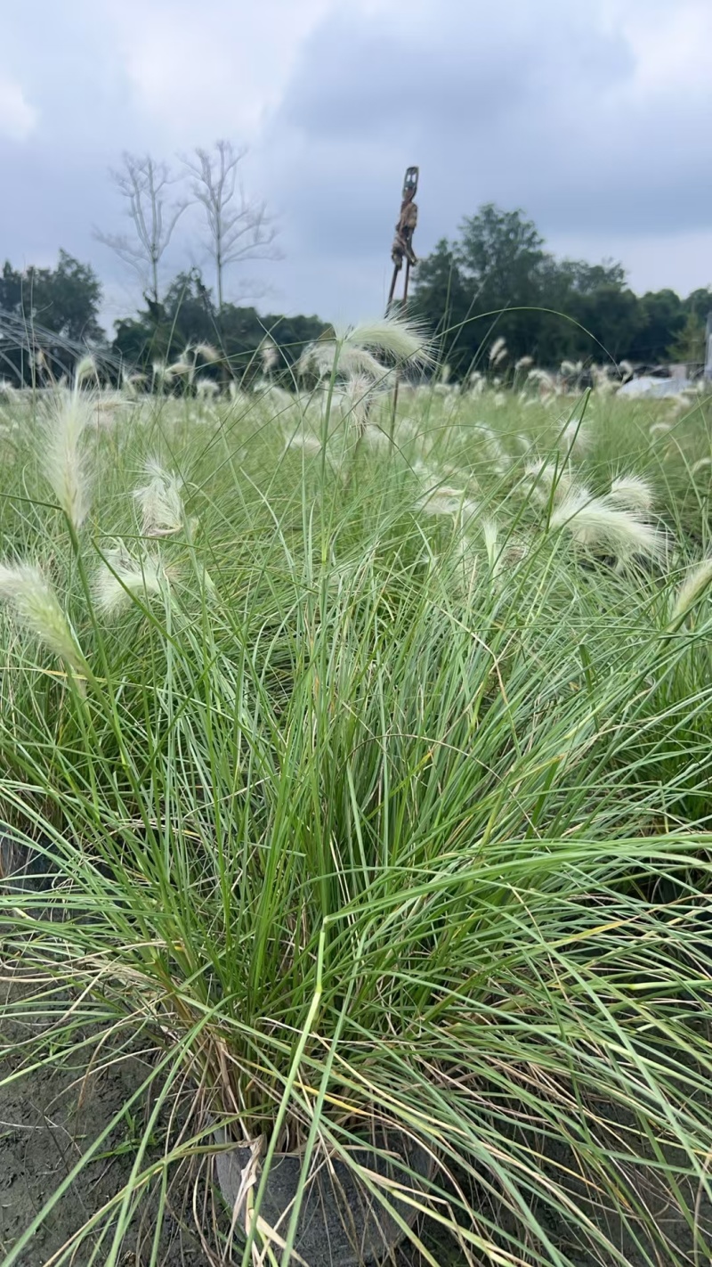贵州白穗狼尾草贵州苗木基地供应各类规格白穗狼尾草