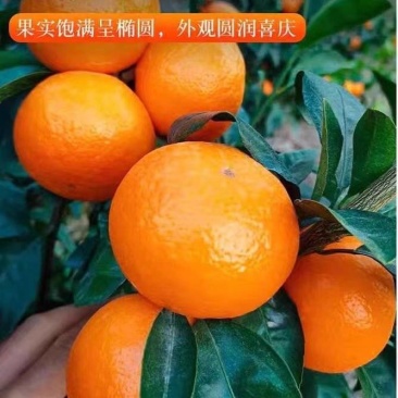 精品商超品质武鸣沃柑