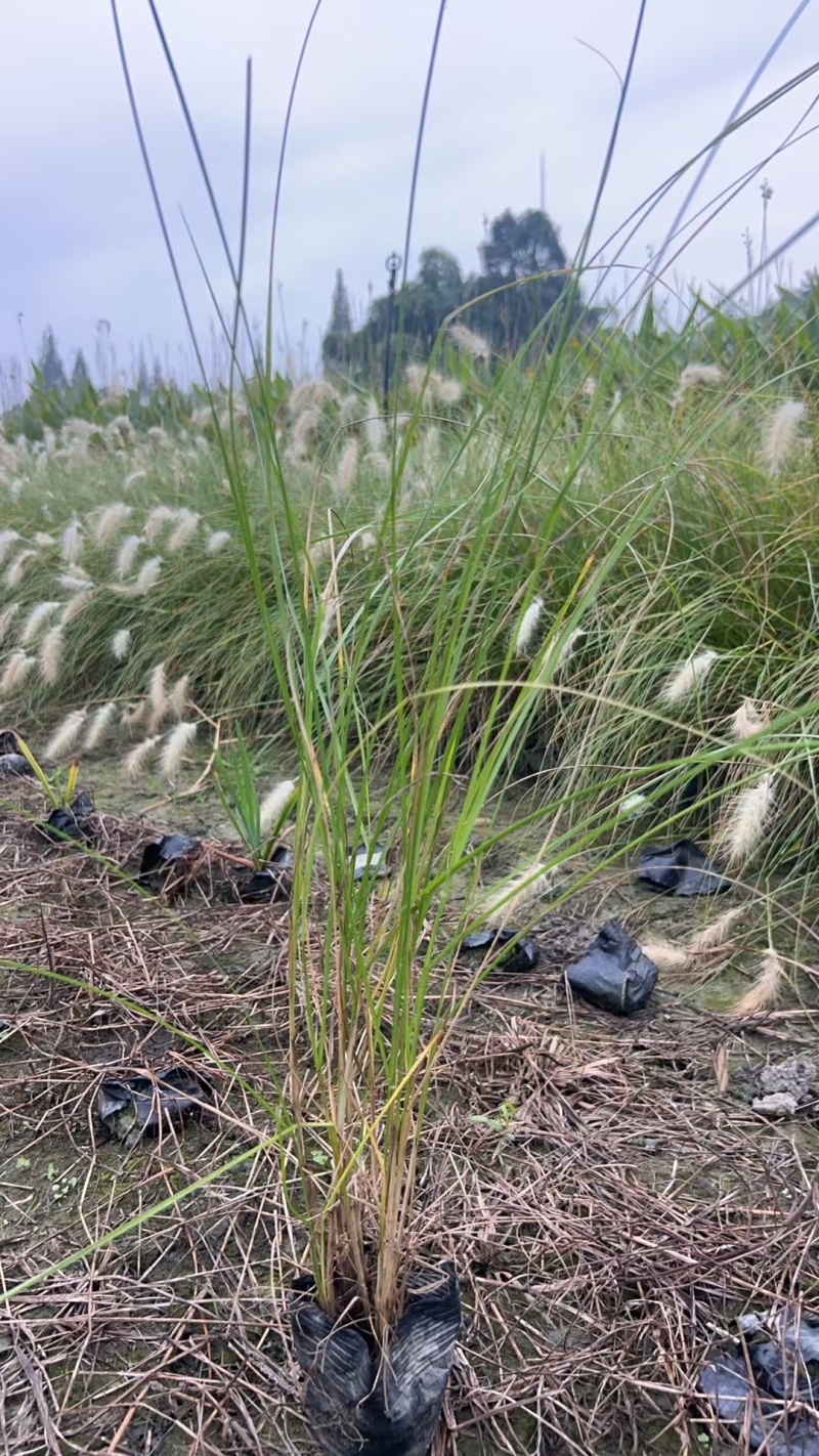 重庆白穗狼尾草批发重庆苗木基地供应各类规格白穗狼尾草