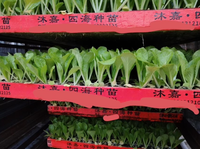 白菜苗，存活率高，品质保证，欢迎致电
