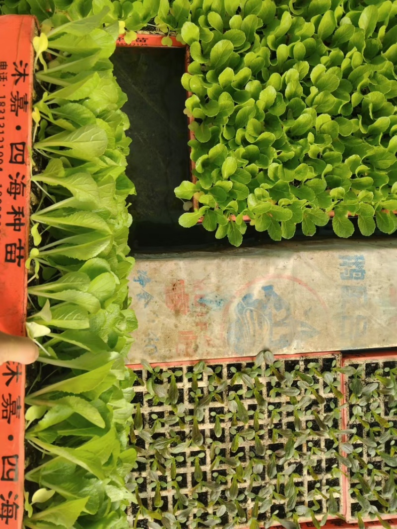 白菜苗，存活率高，品质保证，欢迎致电
