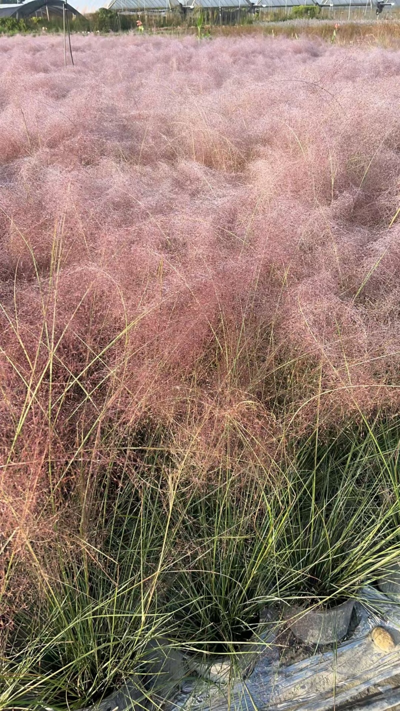 成都粉黛乱子草批发成都苗木基地供应各类规格粉黛乱子草