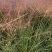 成都粉黛乱子草批发成都苗木基地供应各类规格粉黛乱子草
