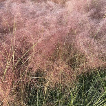 贵州粉黛乱子草批发贵州苗木基地供应各类规格粉黛乱子草