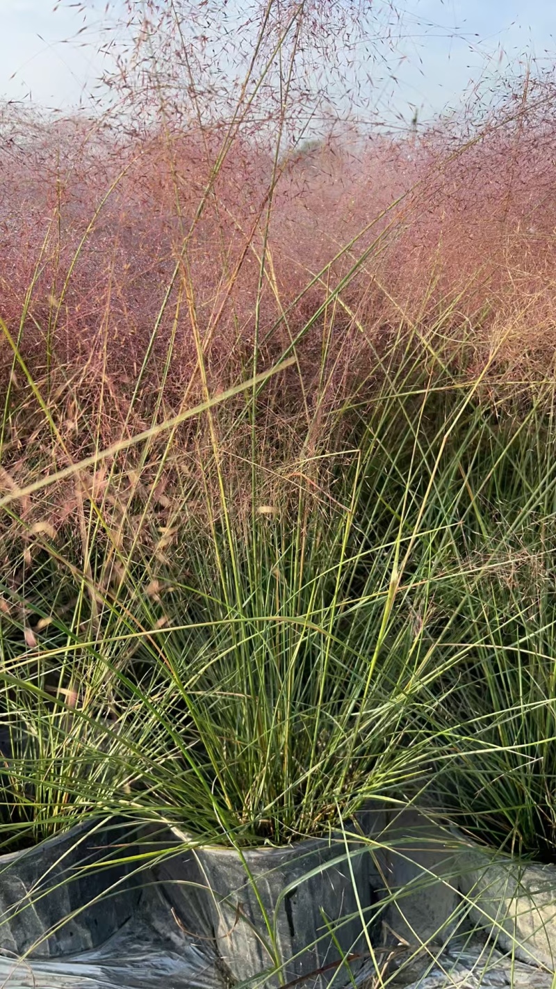 贵州粉黛乱子草批发贵州苗木基地供应各类规格粉黛乱子草