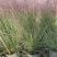 重庆粉黛乱子草批发重庆苗木基地供应各类规格粉黛乱子草
