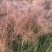 重庆粉黛乱子草批发重庆苗木基地供应各类规格粉黛乱子草