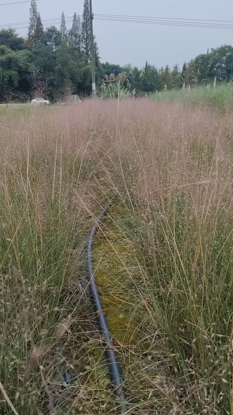 重庆粉黛乱子草批发重庆苗木基地供应各类规格粉黛乱子草