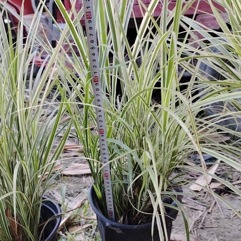 成都花叶芒批发成都苗木基地供应各类规格花叶芒基地直销