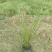 成都花叶芒批发成都苗木基地供应各类规格花叶芒基地直销