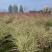 成都花叶芒批发成都苗木基地供应各类规格花叶芒基地直销