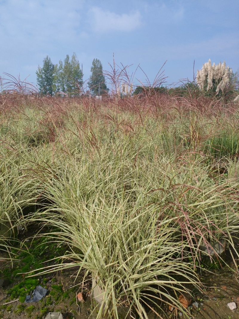 成都花叶芒批发成都苗木基地供应各类规格花叶芒基地直销
