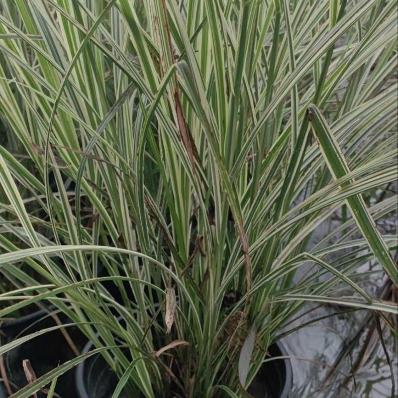 贵州花叶芒批发贵州苗木基地供应各类规格花叶芒基地直销