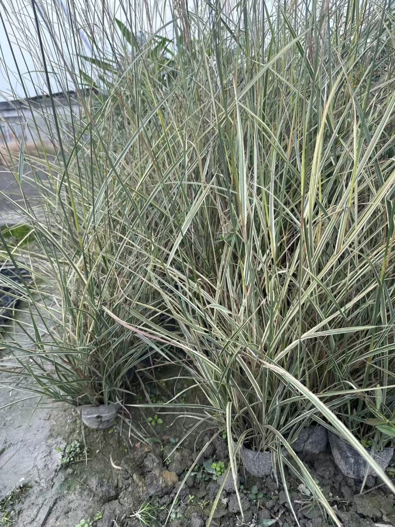 贵州花叶芒批发贵州苗木基地供应各类规格花叶芒基地直销
