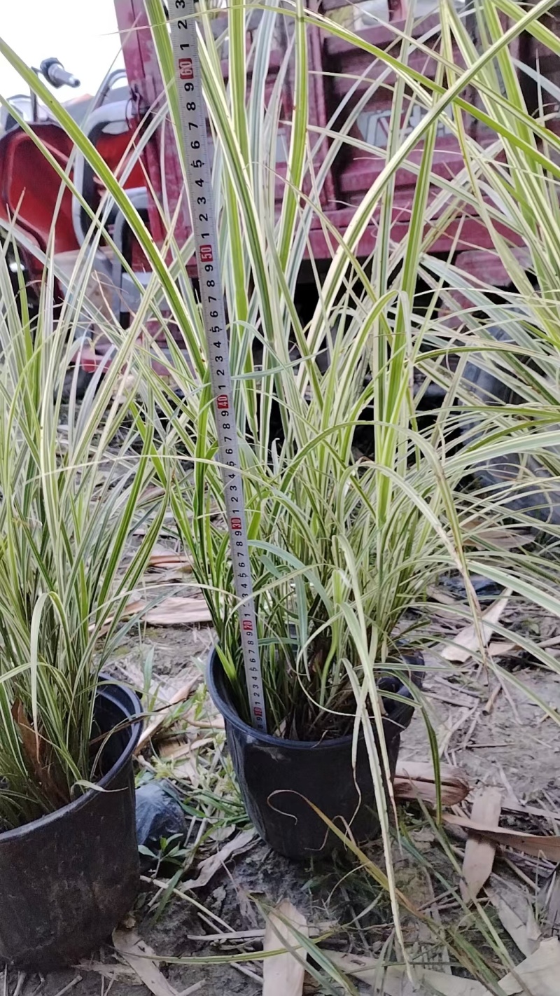 贵州花叶芒批发贵州苗木基地供应各类规格花叶芒基地直销