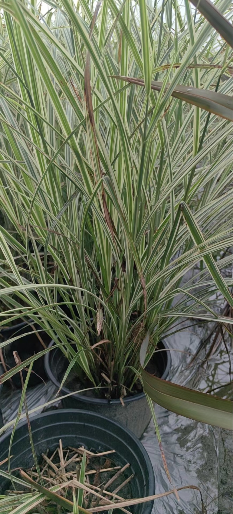 贵州花叶芒批发贵州苗木基地供应各类规格花叶芒基地直销