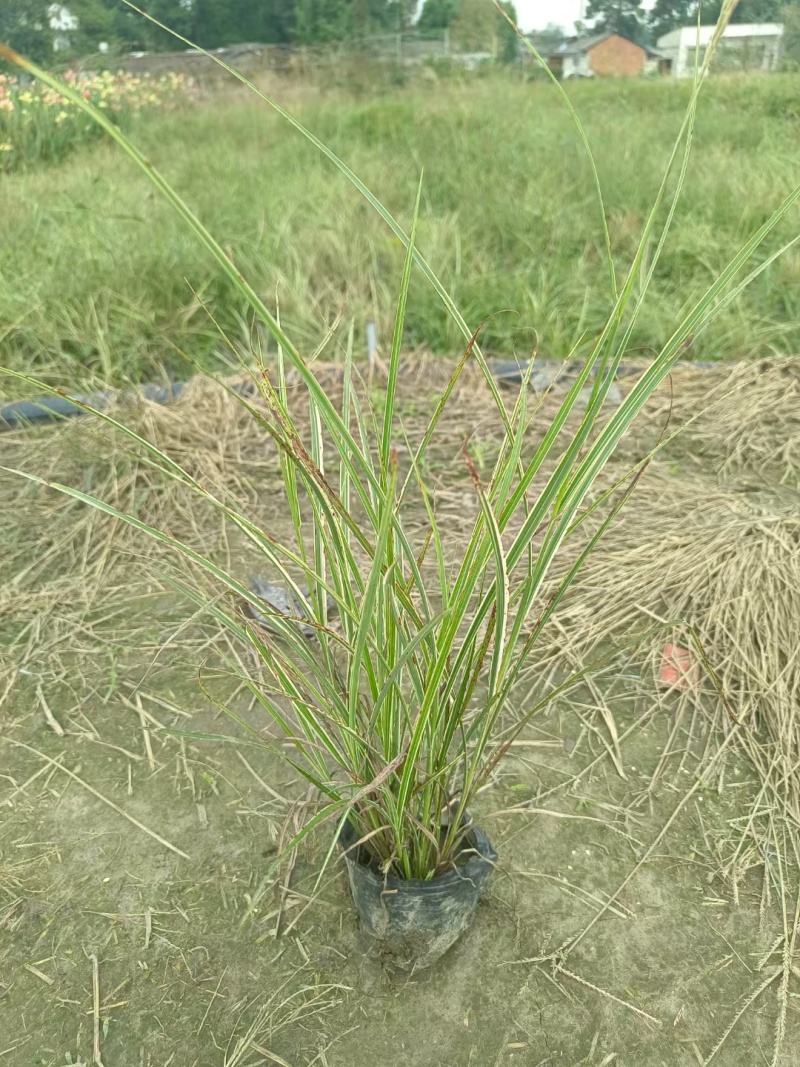 贵州花叶芒批发贵州苗木基地供应各类规格花叶芒基地直销