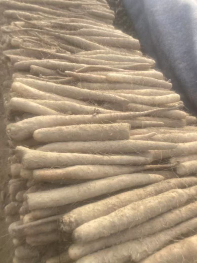 山药河南山药双棒山药一手货源对接商超档口欢迎下单