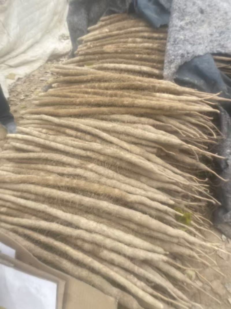 山药河南山药双棒山药一手货源对接商超档口欢迎下单