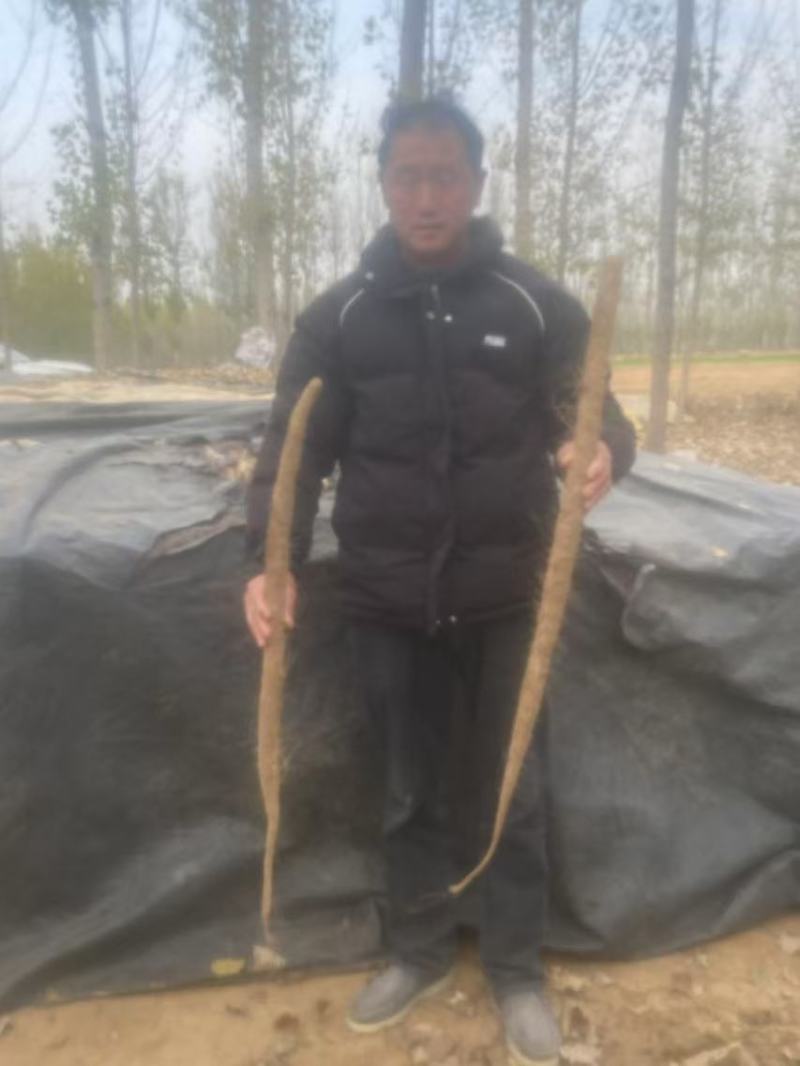 山药河南山药双棒山药一手货源对接商超档口欢迎下单