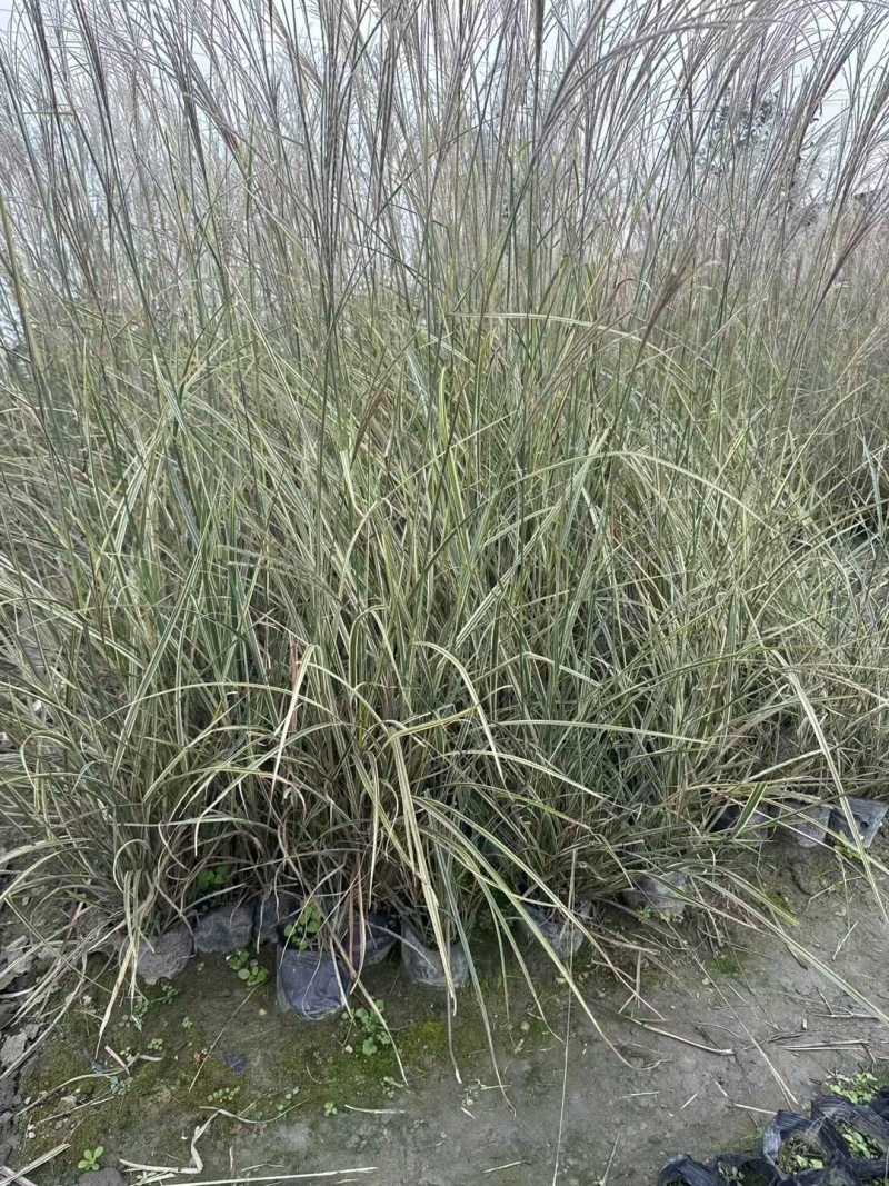重庆花叶芒批发重庆苗木基地供应各类规格花叶芒基地直销