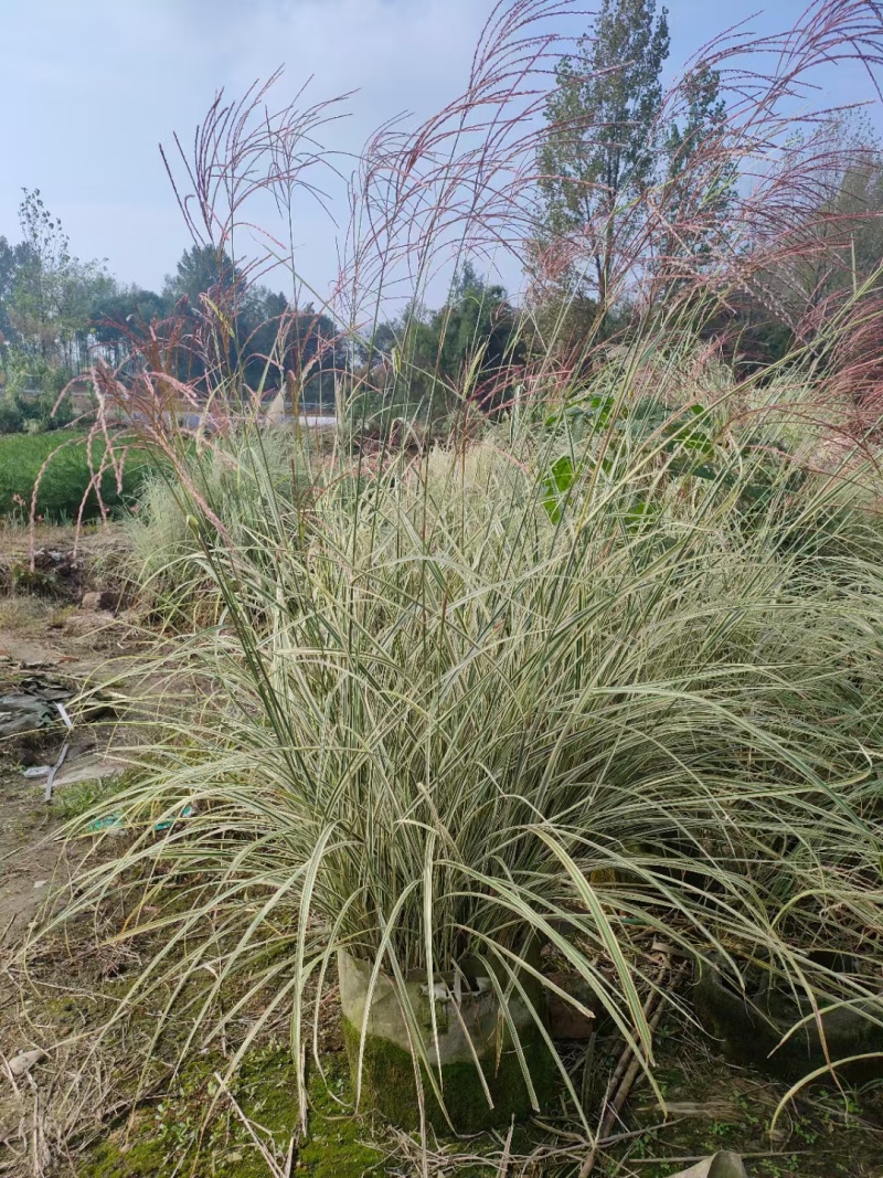 重庆花叶芒批发重庆苗木基地供应各类规格花叶芒基地直销