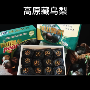 西藏乌梨