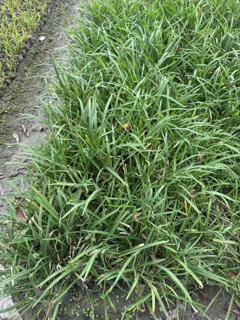 成都金娃娃萱草批发成都苗木基地供应各类规格金娃娃萱草