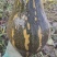 台湾香芋南瓜种子，厂家基地批发供应，耐热丰产香芋南瓜品种