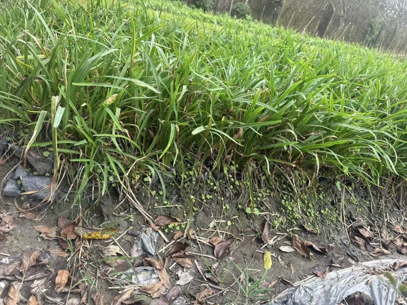 贵州金娃娃萱草批发贵州苗木基地供应各类规格金娃娃萱草