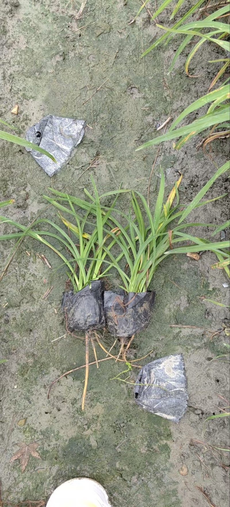 贵州金娃娃萱草批发贵州苗木基地供应各类规格金娃娃萱草
