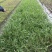 贵州金娃娃萱草批发贵州苗木基地供应各类规格金娃娃萱草
