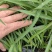 重庆金娃娃萱草批发重庆苗木基地供应各类规格金娃娃萱草